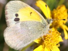 (Dainty Sulphur) profile