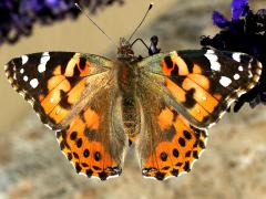 (Painted Lady) upperside