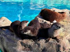 (North American River Otter) basking