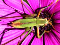 (Mexican Bush Katydid) female nymph dorsal