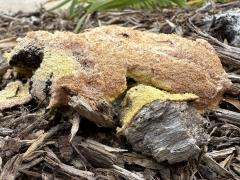 (Dog Vomit Slime Mold) aethalium underside