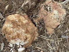 (Dog Vomit Slime Mold) dorsal