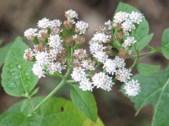 (White Snakeroot)