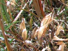 (Swamp Milkweed)