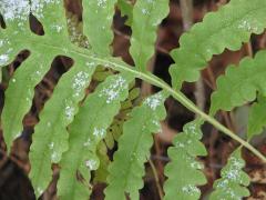 (Sensitive Fern) leaves