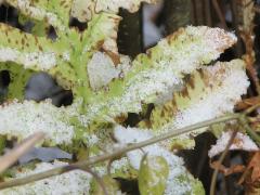 (Cinnamon Fern) frond