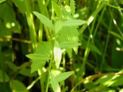 (Marsh Bellflower) leaves