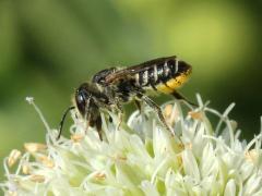 (Rattlesnake Master) Leafcutter Bee female on Rattlesnake Master