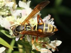 (Common Mountain Mint) Dark Paper Wasp on Common Mountain Mint