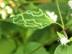 (White Snakeroot) White Snakeroot Leafminer Fly upperside mine on White Snakeroot