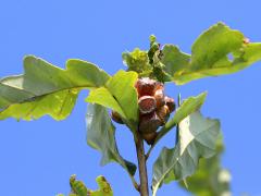 (Swamp White Oak) Lobed Oak Gall Wasp galls on Swamp White Oak