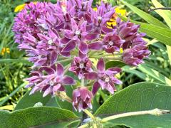 (Purple Milkweed) inflorescence