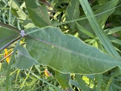 (Purple Milkweed) leaf