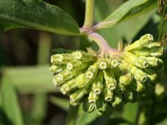 (Short Green Milkweed) inflorescence