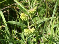 (Short Green Milkweed) plant