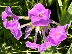(Marsh Phlox) flowers