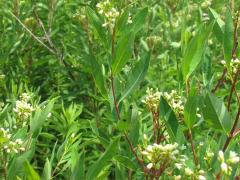 (Hemp Dogbane) plant