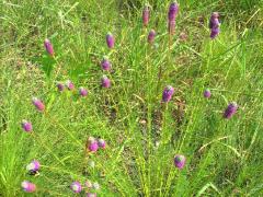 (Purple Prairie Clover)