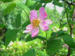 (Illinois Rose) inflorescence