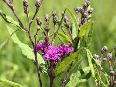 (Tall Ironweed) plant