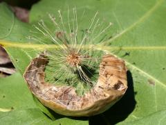 (Red Oak) Larger Empty Oak Apple Wasp empty gall on Red Oak