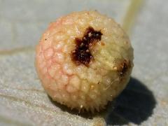 (Bur Oak) Jewel Oak Gall Wasp underside gall on Bur Oak