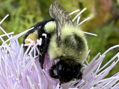 (Field Thistle) Common Eastern Bumble Bee face on Field Thistle