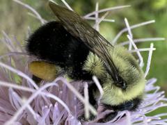 (Field Thistle) Common Eastern Bumble Bee lateral on Field Thistle