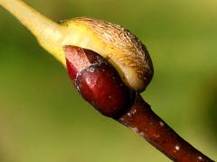 Citrina Gall Midge gall on American Linden