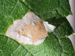 (Hackberry) Agromyza Leafminer Fly upperside mine on Hackberry