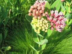 (Prairie Milkweed) inflorescence