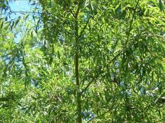 (Weeping Willow) plant
