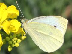 (Charlock) Cabbage White male on Charlock