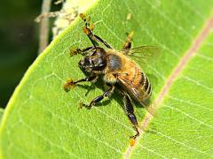 (Common Milkweed) European Honey Bee pollinia on Common Milkweed