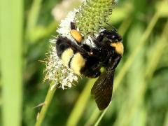 (White Prairie Clover) Black-and-gold Bumble Bee on White Prairie Clover