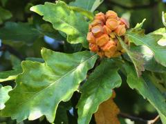 Lobed Oak Gall Wasp galls on Swamp White Oak