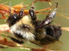 (Indian Grass) Common Eastern Bumble Bee female on Indian Grass