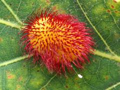 (White Oak) Hedgehog Gall Wasp gall Lacewing egg on White Oak