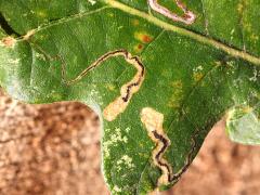 (Bur Oak) Oak Pygmy Leafminer Moth upperside mines on Bur Oak