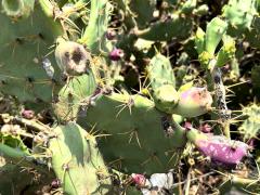 (Shell Mound Pricklypear) colony