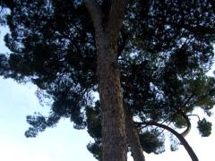 (Stone Pine) trunk