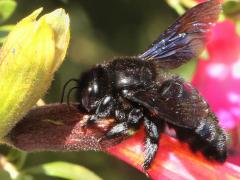 Xylocopa Carpenter Bee sipping nectar on Qantu