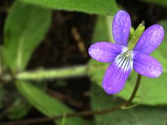 (Arrow-Leaved Violet)