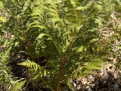 (Common Bracken) plant