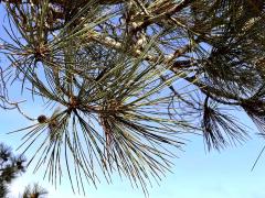 (Torrey Pine) leaves