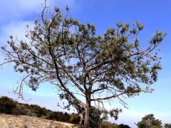 (Torrey Pine) tree