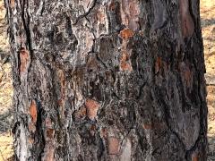 (Torrey Pine) trunk