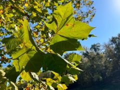 (American Sycamore) leaves