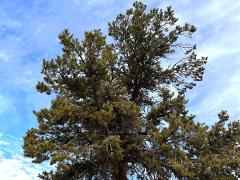 (Colorado Pinyon Pine) tree