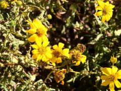 (Tornleaf Goldeneye) blossoms